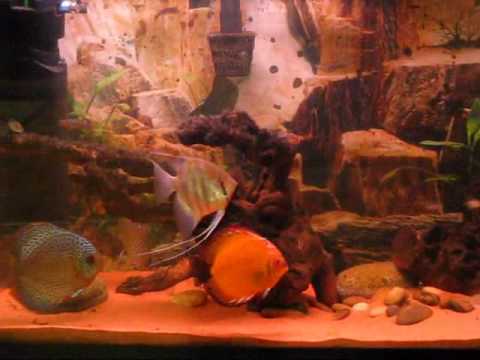 Discus fish aquarium