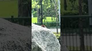 トカゲの日光浴🦎