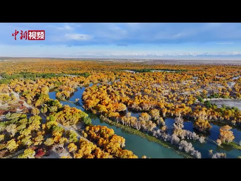 新疆轮台县原始胡杨林迎来最佳观赏期