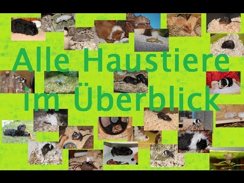 21 Neu Chinchilla Käfig Einrichtung Kaufen Grafiken 21 Neu Chinchilla Käfig Einrichtung Kaufen Grafiken