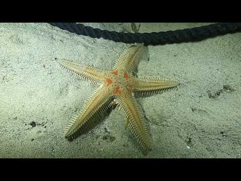 Astropecten aranciacus