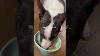 2026.5.22朝ごはん #bullterrier #ブルテリア #dog #犬 #犬との暮らし
