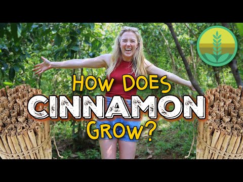 , title : 'How Does Cinnamon Grow?! | Maddie Moate'