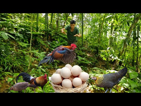 200 Days of Wild Survival, Hunting, Traps, Wild Boar, Jungle Fowl, Giant Python, green forest life