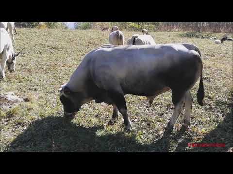 IL TORO E MUCCHE AL PASCOLO ALLA FIERA DI SON MARTIN A CASTELDELFINO. (CN) DOM. 17 - 10 - 2021.