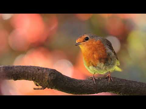 The Excellents - Red Red Robin