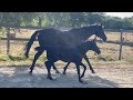 Potranca Silla Francés En venta 2026 Negro por HEROE DE CAFENY