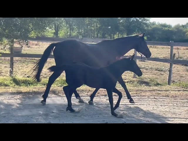 Potranca Silla Franc&eacute;s En venta 2026 Negro por HEROE DE CAFENY
