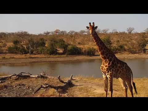 Djuma: Group of Giraffes - 15:30 - 08/14/20