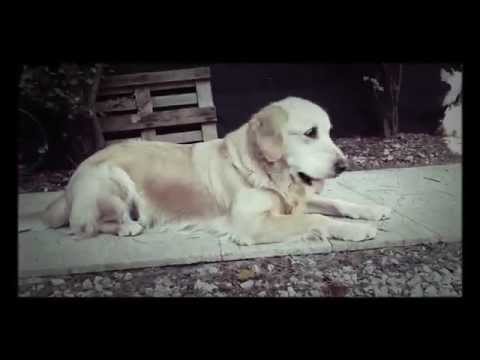 1 Kasım 2015 - Kont ve Likya