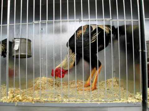 download lagu mp3 mp4 Rooster Legs, download lagu Rooster Legs gratis, unduh video klip Rooster Legs