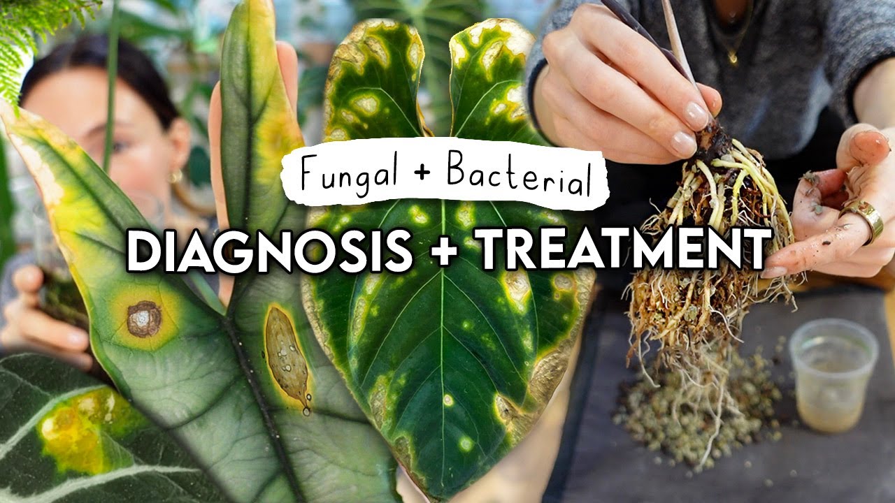 Root Rot, Fungal + Bacterial Problems SOLVED 🌿