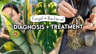 Root Rot, Fungal + Bacterial Problems SOLVED 🌿