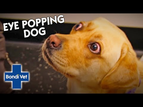 Dogs Looks Permanently Shocked With His Protruding Eyes | Bondi Vet