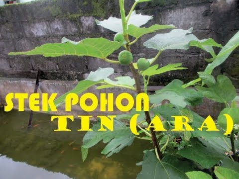 Semprot untuk meningkatkan potensi 16 m Meningkatkan anggota ilmiah