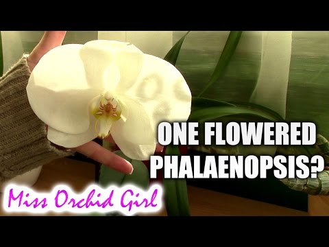 , title : 'Amazing one flowered Phalaenopsis Orchid! Is this real?'