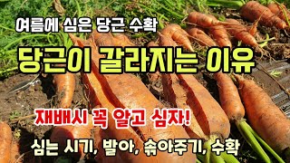 당근수확시기 당근이 갈라지는이유 당근씨파종시기 발아방법 솎아주기 수확까지 알려드려요 텃밭농사