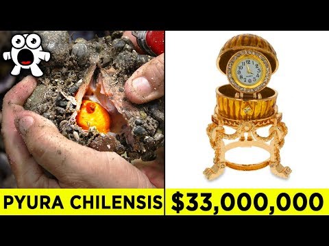 Top 10 Luckiest Discoveries That Made People Rich