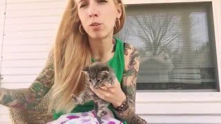 Orphaned Kitten Routine