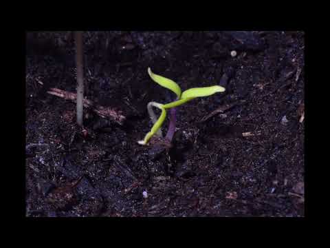 , title : 'Germination d'une graine de tomate'