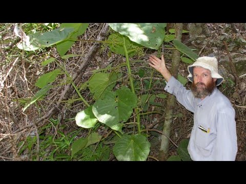 Non toccare mai questa pianta... - Dendrocnide Moroides