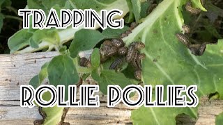 Trapping Rollie Pollies, Pill Bugs, Sow Bugs