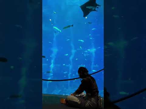 We go down together. 💕 #khalid #dovecameron #wegodowntogether #seacreatures #dolphin