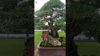 Download lagu BAIK SEKALI Inspirasi Bonsai Santigi (pemphis acidula) mp3