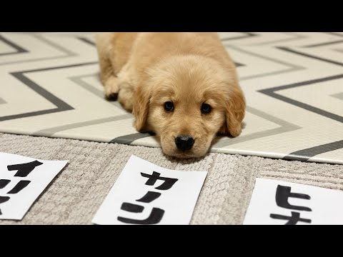 ボーダーコリーの名前 101 件