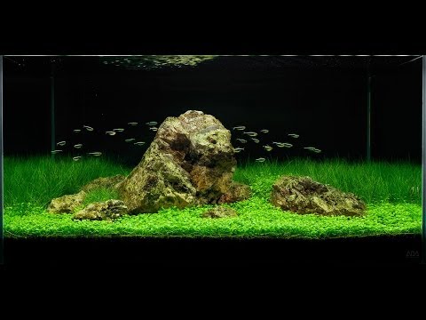 Awesome Aquascape - Underwater Landscapes - Aquascaping