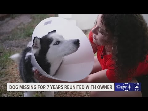 After 7 years, a dog is reunited with its owner in Tampa - YouTube