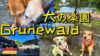 【虹色オジさんのドイツ主夫暮らし】犬の楽園 Grunewaldに愛犬２匹と…森の中にあるドックビーチ、お城のカフェ、犬用アイスに犬達もご満悦。ドイツ、ベルリンにある犬の森。