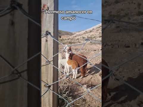 lindo amanecer aquí en #CurahuaraDeCarangas #Oruro #bolivia