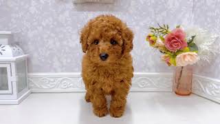 トイプードルの動画01