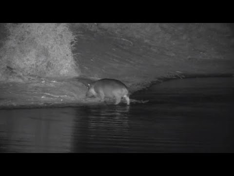 Djuma: Hippo goes out of dam to mark territory then back in - 18:07 - 07/22/20