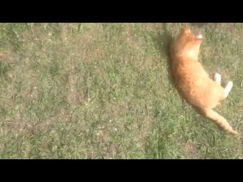 Ferret attack cats