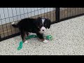 Miniature Bernese Mountain Dog dogs for sale: Leyla - Video 1