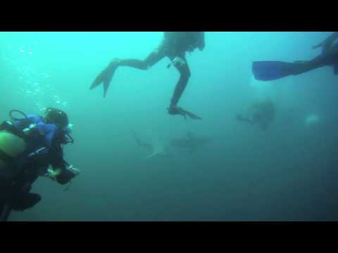 Protea Banks - Tauchgang mit Haien, Protea Banks,Südafrika