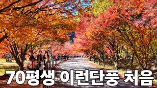 [4K] 조선8경 국민관광지 내장산 단풍만발 / 🍁단풍길 왕복 12km(11.15.토)