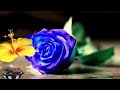 Akho Me Base Ho Tum Romantic Status Video