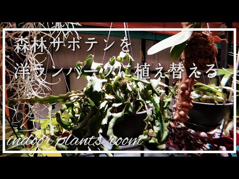 ヘッジマートル 'メイグリーン' 植物