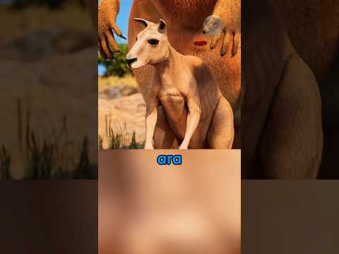 Minicik Başladı, Mutlu Bir Kanguru Oldu!🦘✨😊