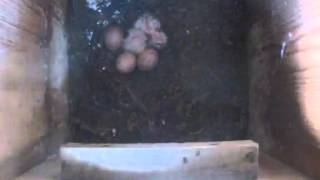 Starr Ranch American Kestrel 2 chicks - home alone