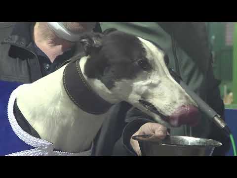 2020 DORANDO MARATHON - T4 AFFIRMED