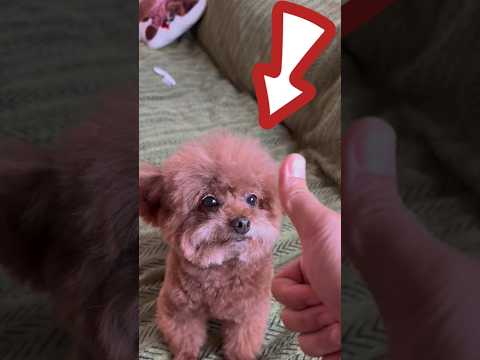 ¡Este Hombre Compró 3 Perros Robóticos para su Hija! 🐕🤖 (@王多多 / Douyin)