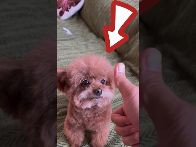 Vídeo relacionado con Perro robot que camina luces sonidos Cyber Dog Pet Robot Cachorro ladra y Scodinzola suena y se ilumina Perro Juguete interactivo Cachorro Electrónico Perrito Multifunción Caminante Mueve la Cola