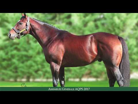 Assemblée Générale des AQPS 2017 : les étalons du tirage au sort