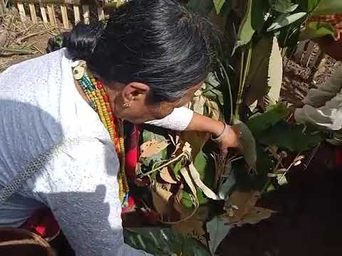 Solung Binyat binam | by CDPYK Ané opey | 2nd September 2021