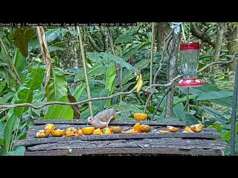 White-tipped Dove Visits The Panama Fruit Feeder – April 22, 2021