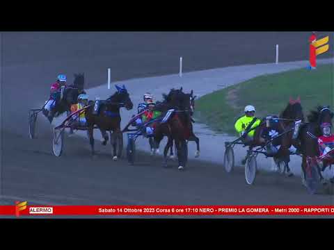 VI corsa del 14 ottobre 2023 - 4 Anni Reclamare - Metri 2000 - Gentlemen